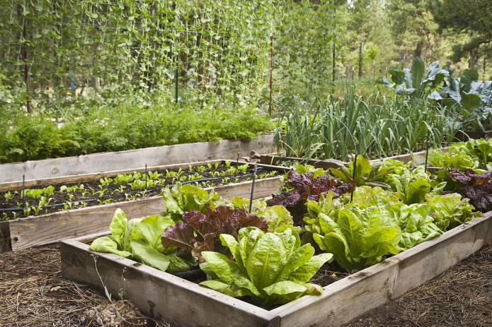 как выращивать зелень в саду