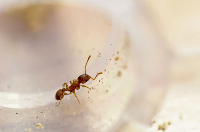 чем опасны домашние муравьи