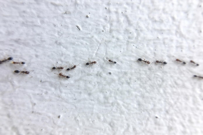 муравьиные дорожки дома