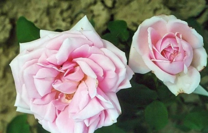 роза Heinrich Munch