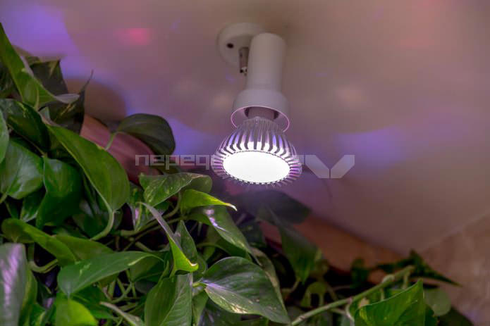 освещение живых растений на стенах в интерьере ванной комнаты