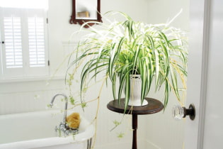 Какие растения выбрать для ванной комнаты?