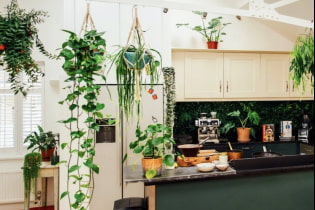 Какие растения можно использовать на кухне?