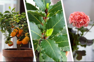 Комнатные растения с приятным ароматом