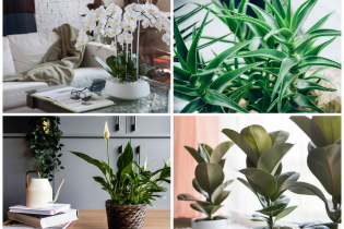 Какие комнатные растения должны быть в каждом доме? 