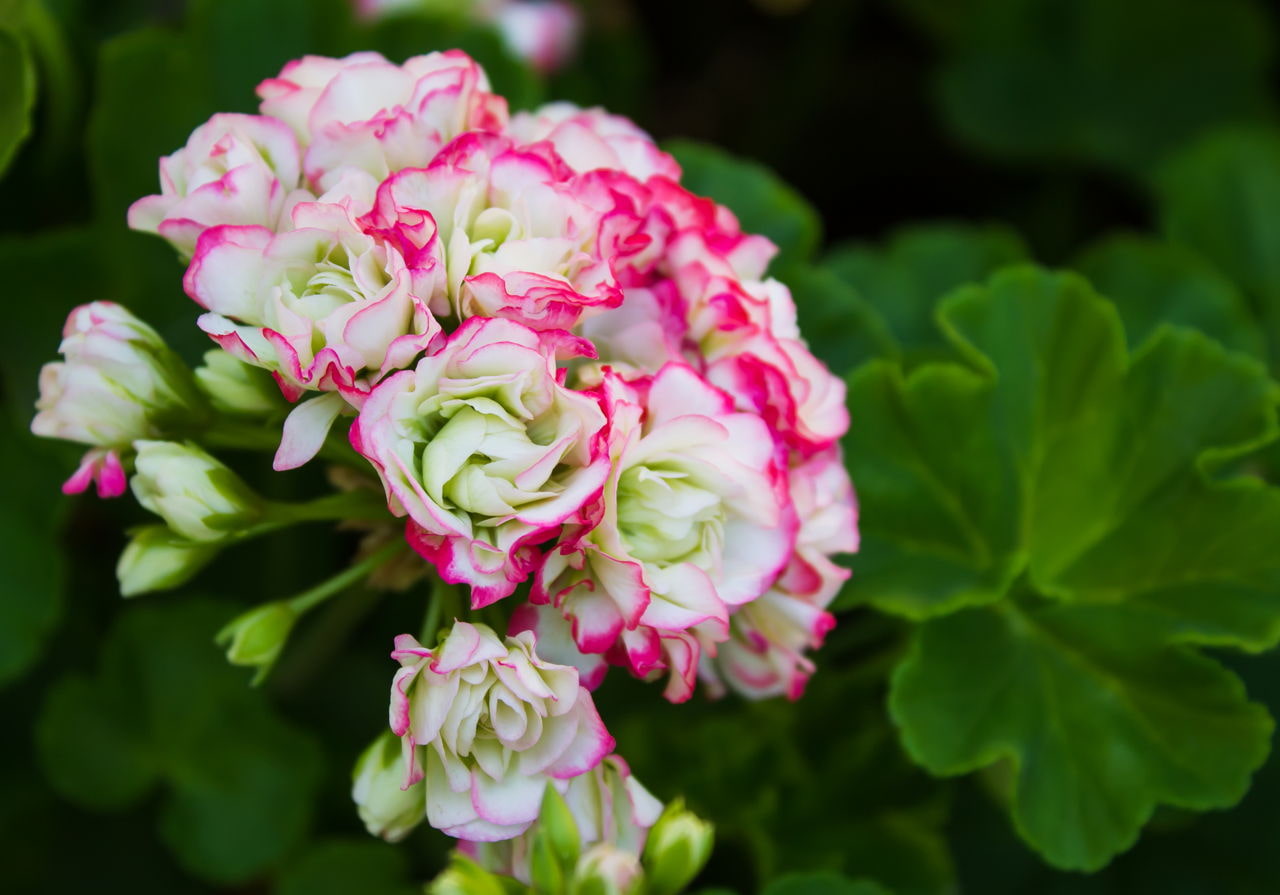 Хороший цветок герань. Пеларгония розебудная. Пеларгония Appleblossom Rosebud. Пеларгония Эппл блоссом. Пеларгония розебудная белая.