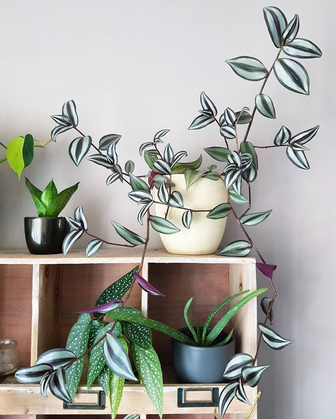 Самые популярные вьющиеся комнатные растения с фотографиями