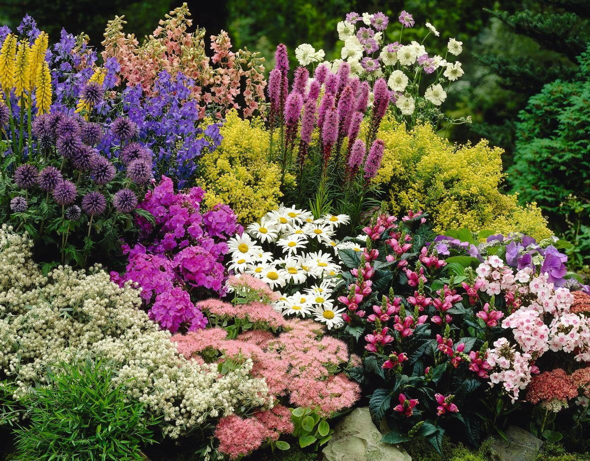 Многолетние цветы для дачи: каталог из 20 фото с названиями