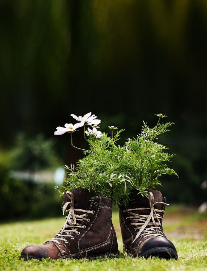 цветы в ботинках