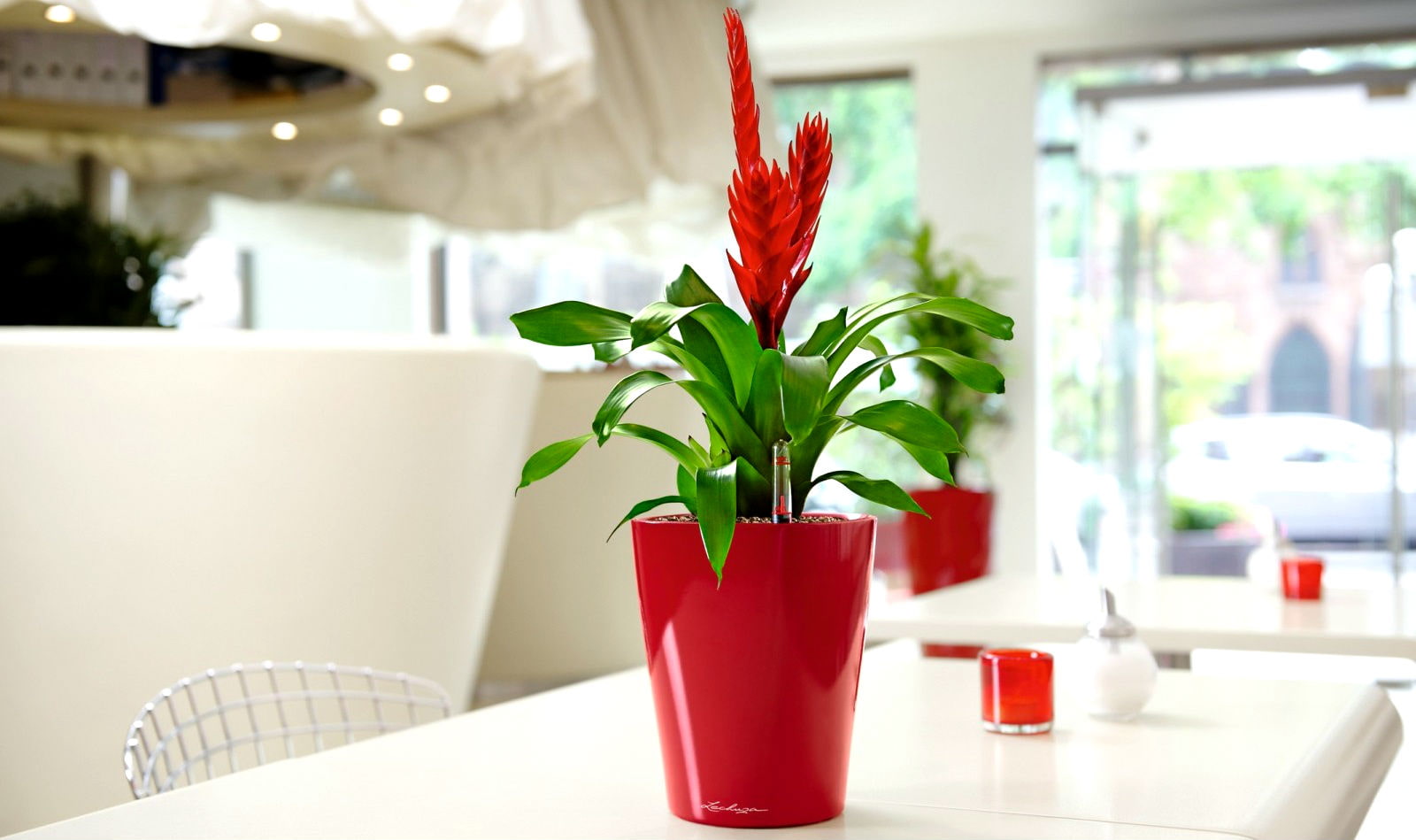 5 причин, по которым нельзя держать кактусы в квартире