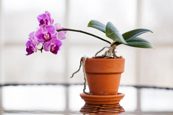 орхидея для тени