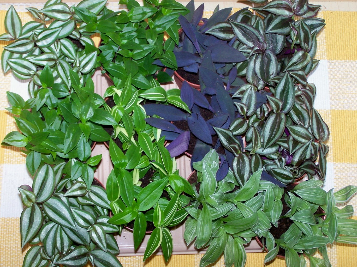 Лианы и вьющиеся растения для комнатного выращивания: их фото и названия