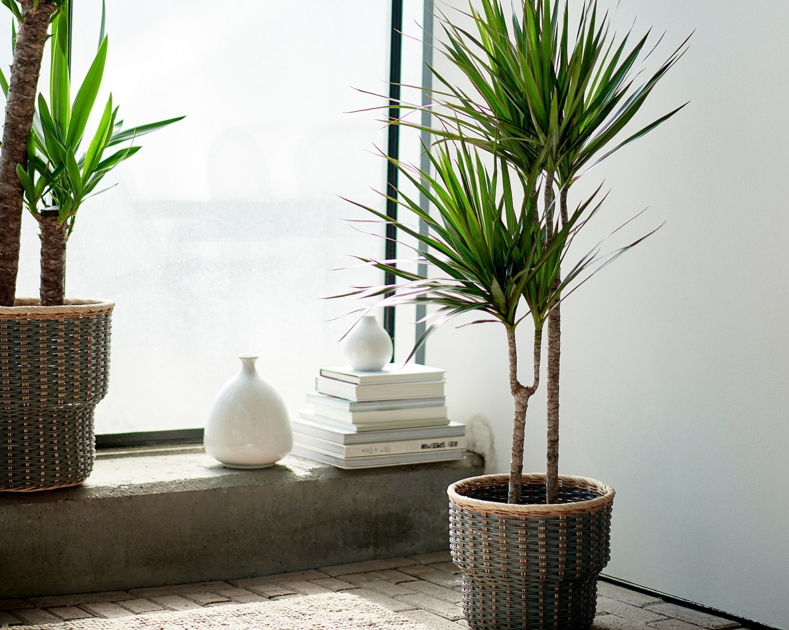 10 комнатных растений, которым комфортно в тени