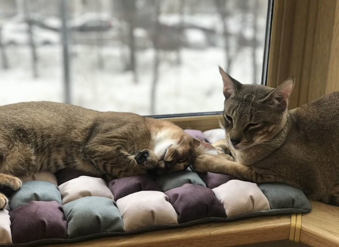 подушки для кошек на подоконнике