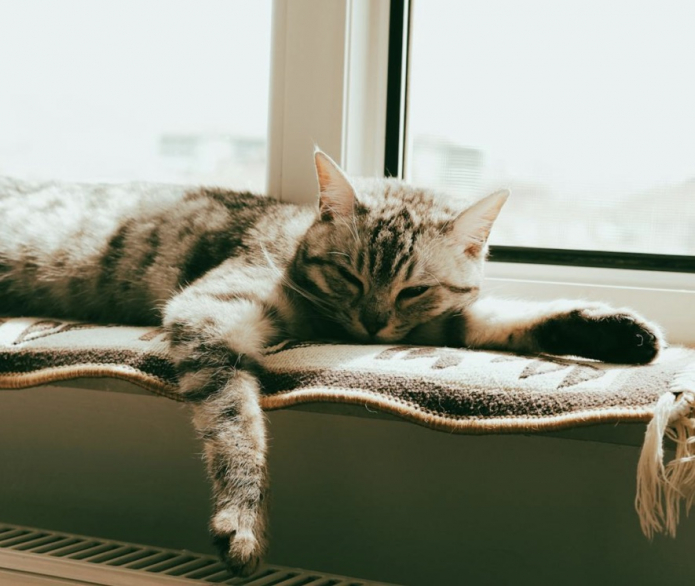 Место для домашнего животного