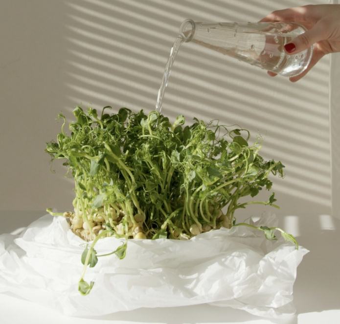 Мини-огород