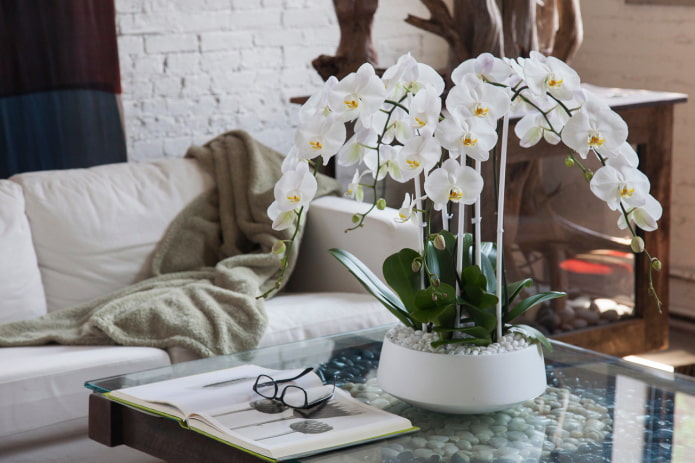 орхидея из пластика на столе