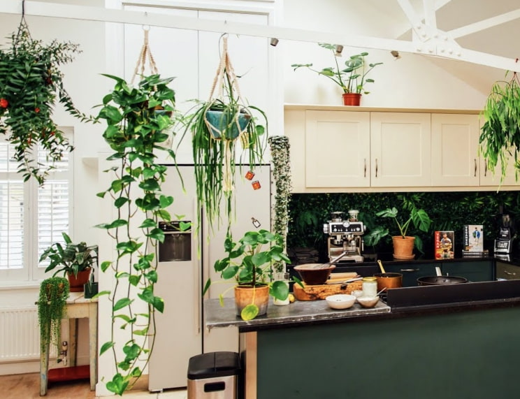 Какое место на кухне не подходит для растений?