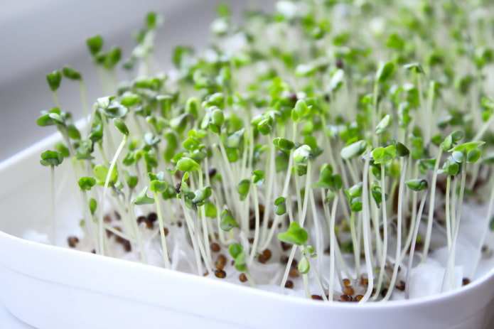 как выращивать микрозелень