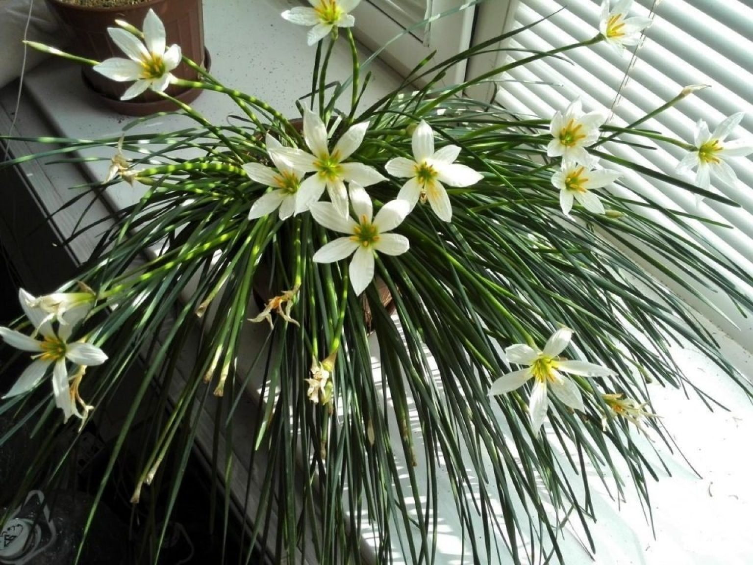 луковичные растения с белыми цветами