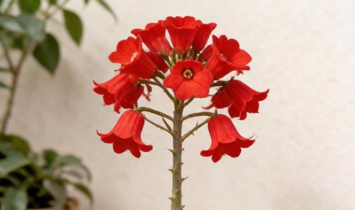 родофиала