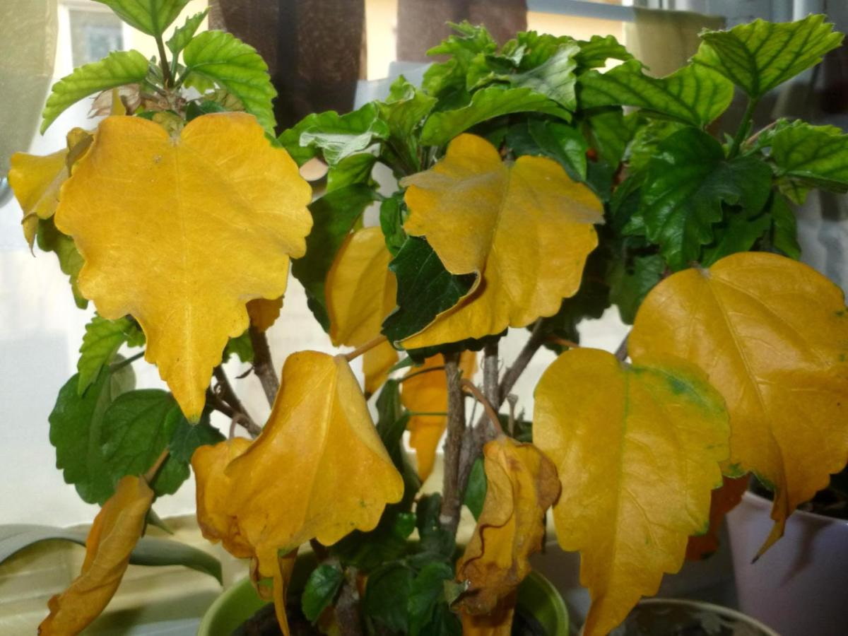 Причины желтения листьев