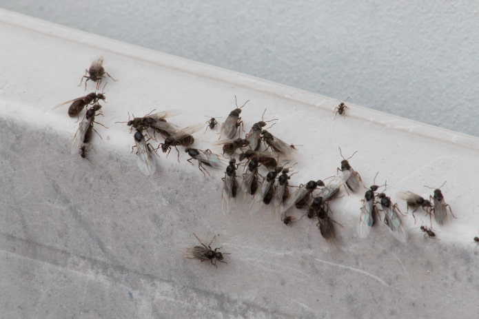 летающие муравьи в квартире