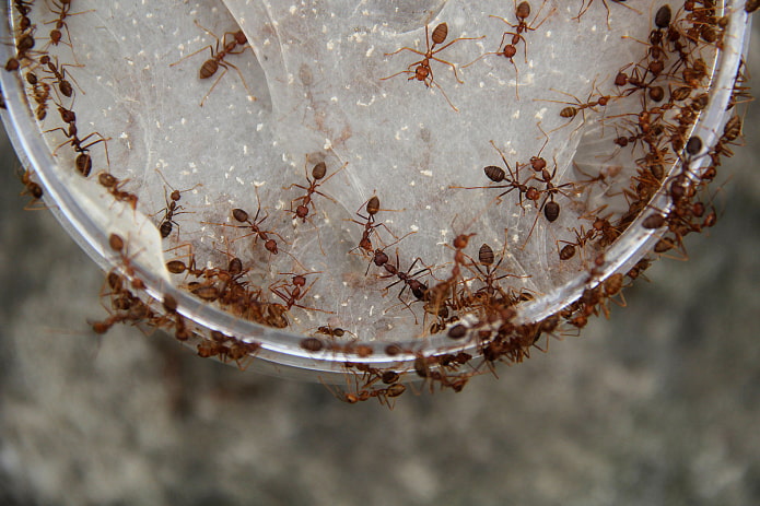 белые нити на продуктах от муравьев