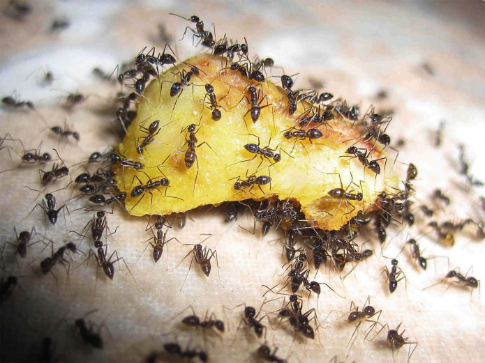как обнаружить дома муравьев