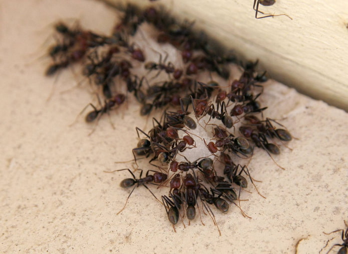 народное средство от муравьев