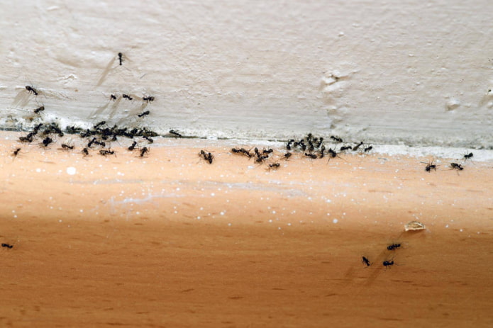 средства от муравьев в доме