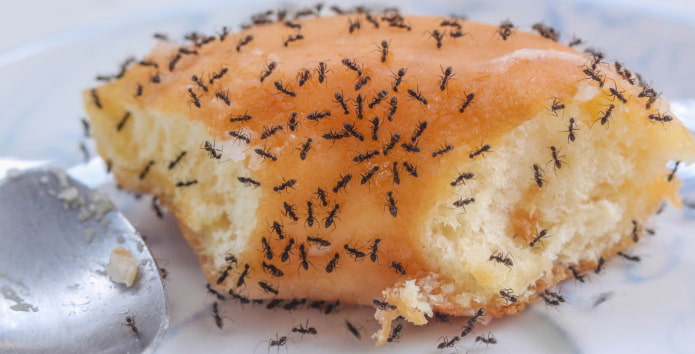 профилактика от муравьев