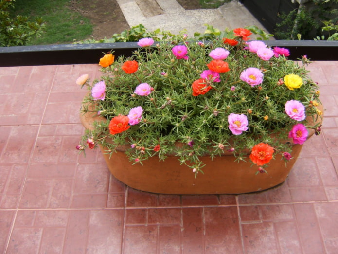 Какие цветы посадить на балконе? – ТОП-41 примеров для разных типов .