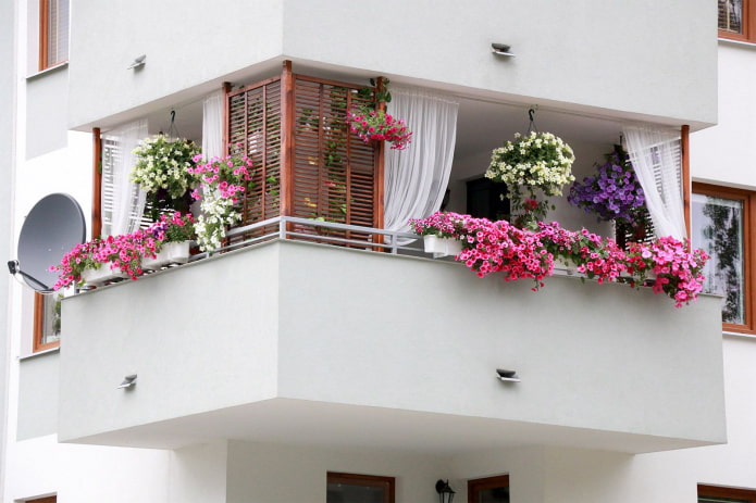 tsvety na balkone 607edd105e0a4 t c