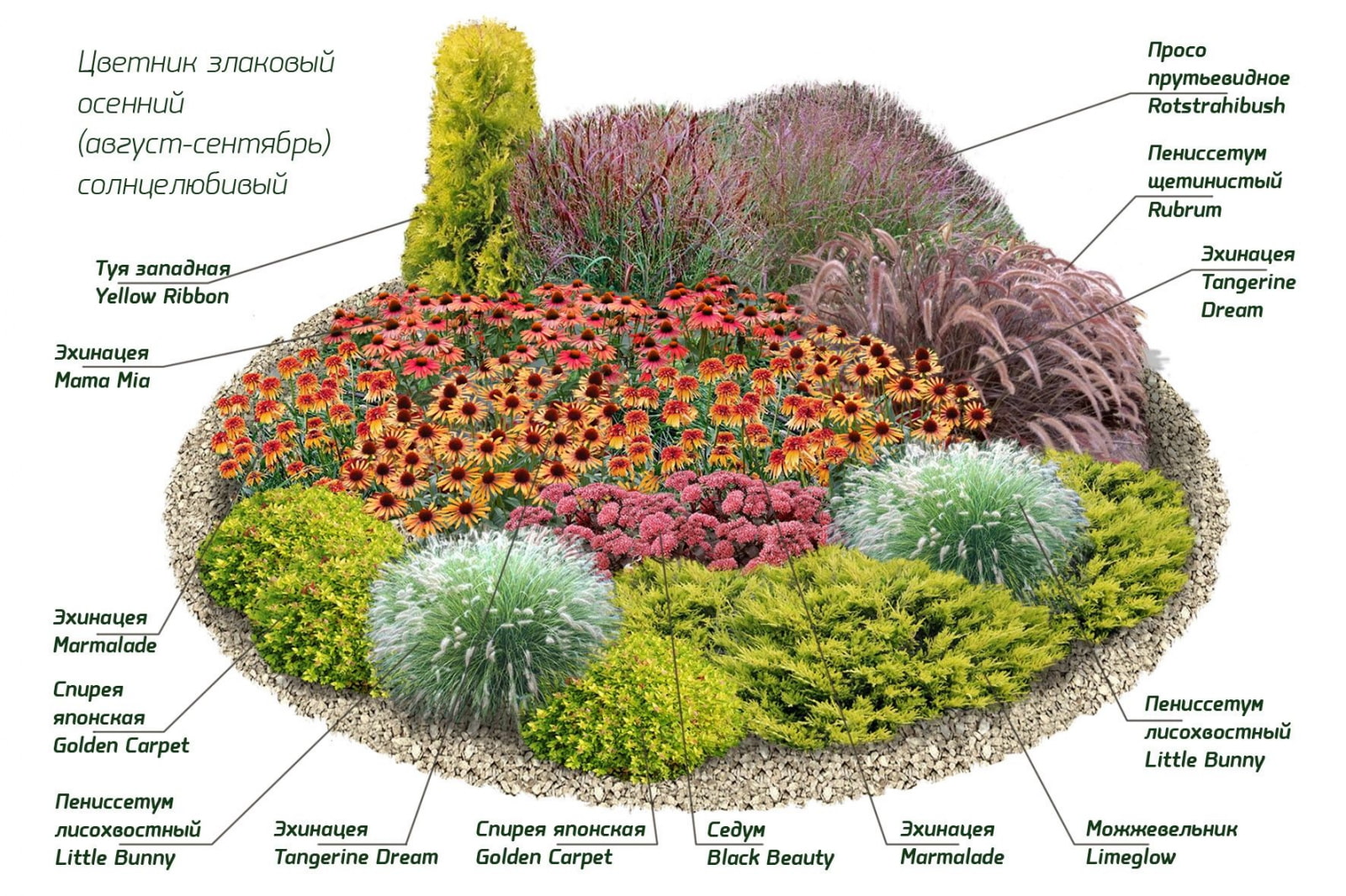 Сколько площади нужно каждому многолетнику (схемы посадки растений)