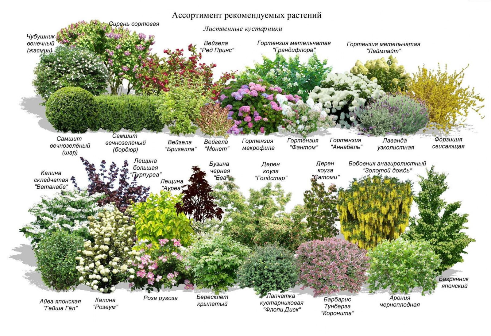 Примеры миксбордеров с названиями растений и фото