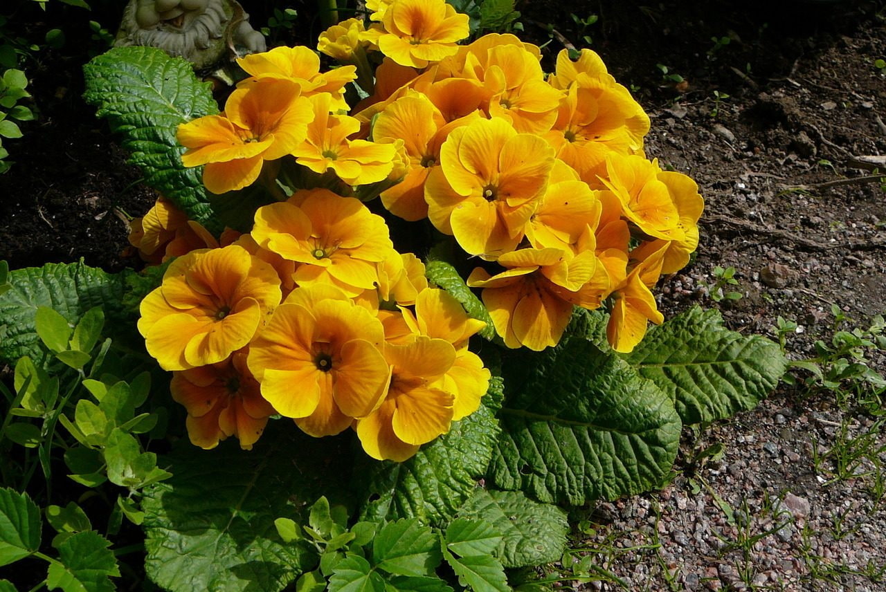 10 лучших тенелюбивых и теневыносливых цветов и растений для сада