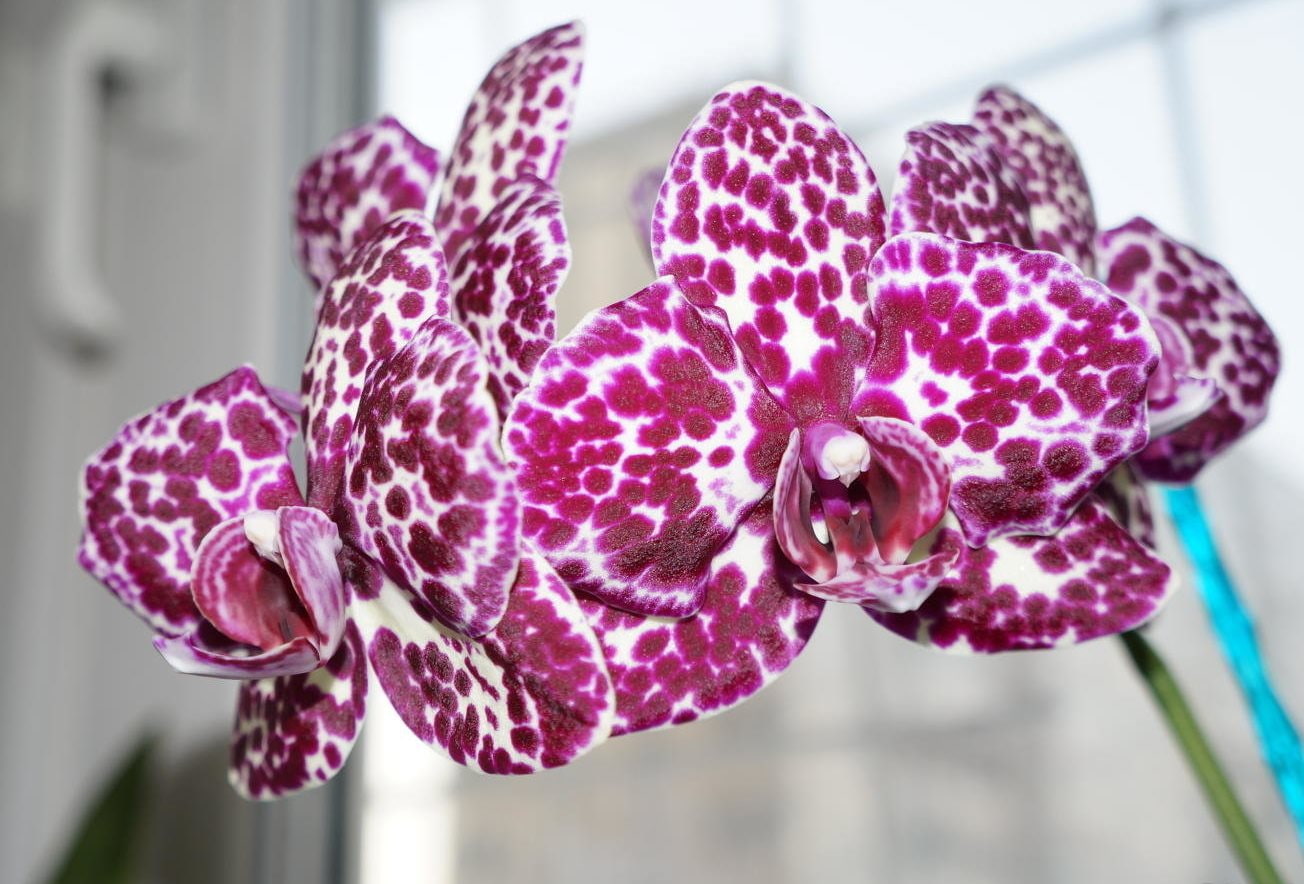 Орхидеи каталог с названиями и фото