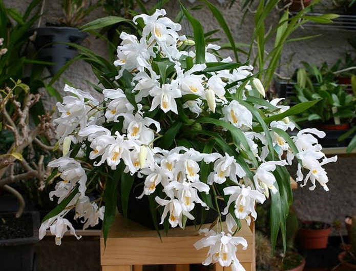 ампельная орхидея