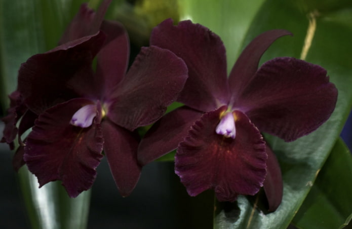 темная орхидея