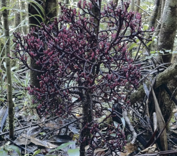 Растение Паразитаксус