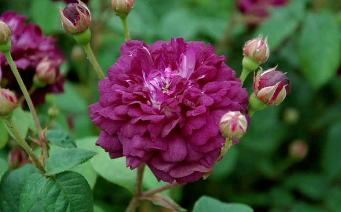 роза Cardinal de Richelieu
