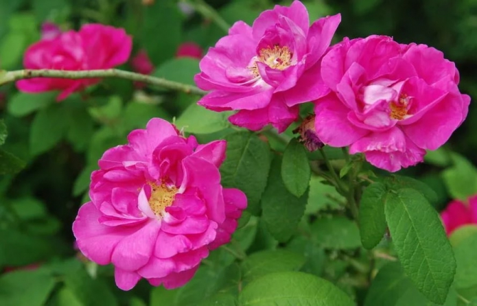 роза Gallica officinalis