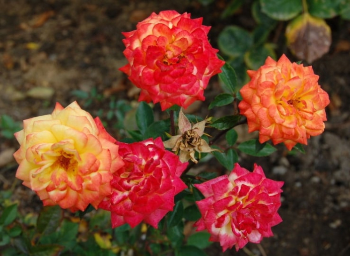 Роза Colibri