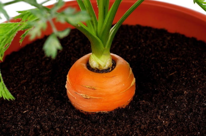 Морковь на подоконнике