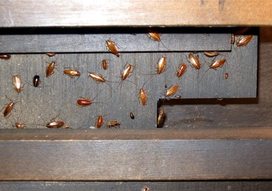 Профилактические меры против тараканов