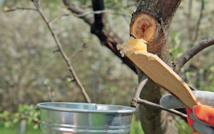 Чем и как замазать спил дерева после обрезки? – 5 лучших средств для .