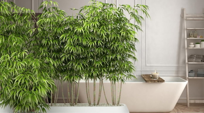 Бамбук в горшке, растущий в ванной комнате