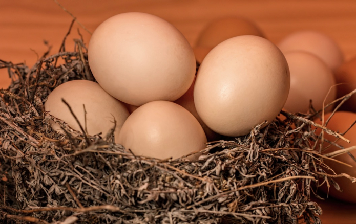 куриное яйцо