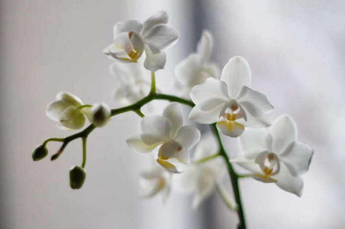 Орхидея мотыльковая